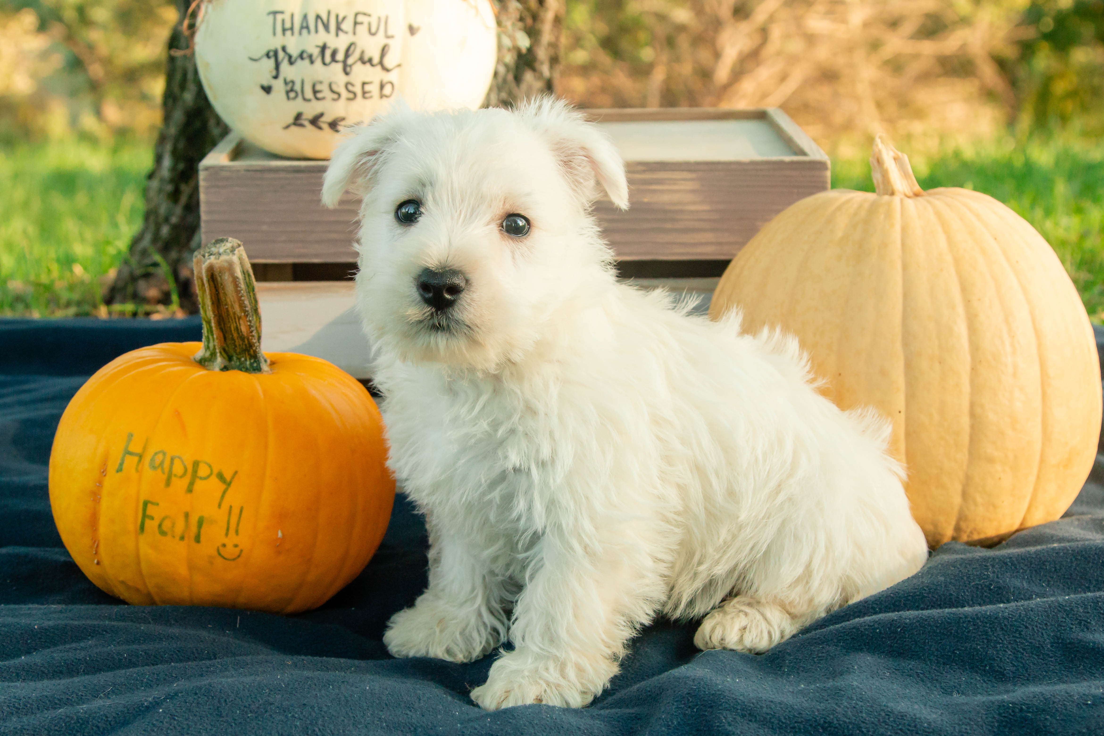 puppy, for, sale, West Highland White Terrier, Amos B. King, dog, breeder, Romney, WV, dog-breeder, puppy-for-sale, forsale, nearby, find, puppyfind, locator, puppylocator, aca